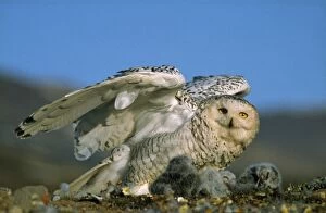 Images Dated 4th July 2007: Snowy Owl - with chicks