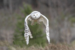 Images Dated 23rd February 2008: Snowy Owl - in flight