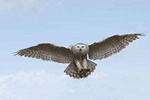 Images Dated 24th February 2008: Snowy Owl - in flight