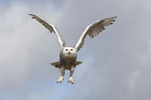 Images Dated 24th February 2008: Snowy Owl - in flight