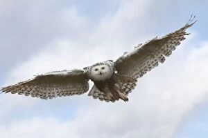Images Dated 24th February 2008: Snowy Owl - in flight