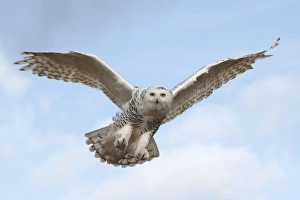 Images Dated 24th February 2008: Snowy Owl - in flight