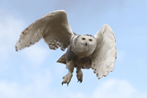 Images Dated 24th February 2008: Snowy Owl - in flight