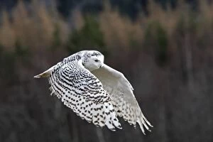 Images Dated 23rd February 2008: Snowy Owl - in flight