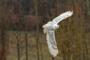 Images Dated 18th March 2010: Snowy Owl - in flight controlled conditions - International