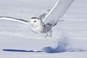 Snowy Owl - in flight low above snowy ground