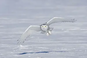 Snowy Owl - in flight Ontario, Canada in February