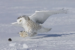 Images Dated 24th February 2008: Snowy Owl - in flight Ontario, Canada in February
