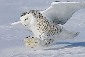 Images Dated 24th February 2008: Snowy Owl - in flight Ontario, Canada in February