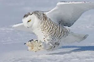 Images Dated 24th February 2008: Snowy Owl - in flight Ontario, Canada in February