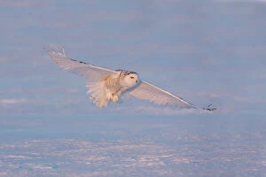 Images Dated 24th February 2008: Snowy Owl - in flight Ontario, Canada in February