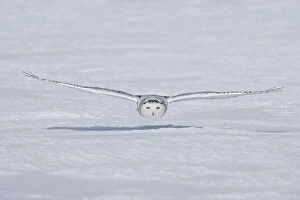 Images Dated 25th February 2008: Snowy Owl - in flight Ontario, Canada in February
