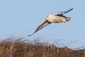Images Dated 8th February 2009: Snowy Owl - in flight - Salsbury Beach MA - USA - February