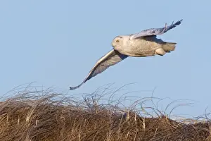 Scandiaca Prints: Snowy Owl - in flight - Salsbury Beach MA - USA - February