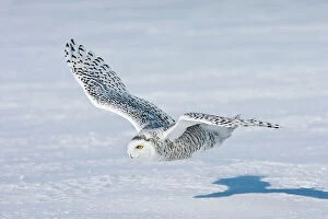 Bird Of Prey Collection: Snowy Owl - in flight over snow - Ontario - Canada - February