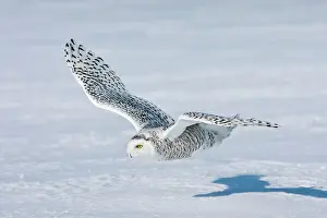 Snowy Prints: Snowy Owl - in flight over snow - Ontario - Canada - February