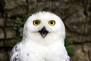 Images Dated 7th July 2006: Snowy Owl - France