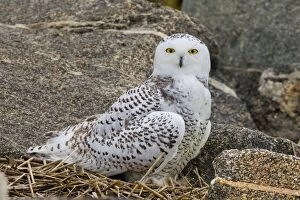 Images Dated 7th November 2008: Snowy Owl, Immature bird