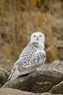 Snowy owl immature bird