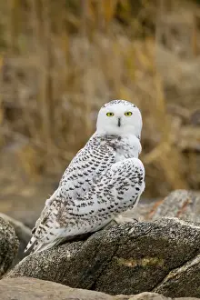 Snowy Owl, Nyctea scandiaca. Immature bird. November in CT