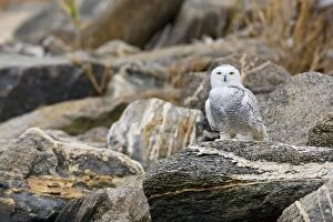 Images Dated 7th November 2008: Snowy Owl, Nyctea scandiaca. Immature bird. November in CT