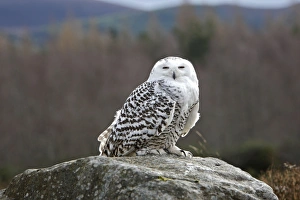 Images Dated 23rd February 2008: Snowy Owl - resting on rock