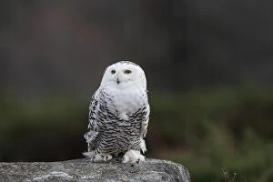 Images Dated 23rd February 2008: Snowy Owl - resting on rock