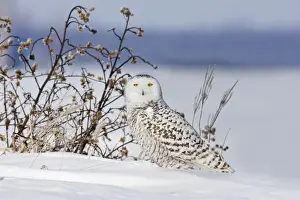 Owls Prints: Snowy Owl - in winter. Ontario, Canada