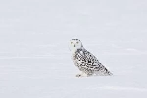 Images Dated 25th February 2008: Snowy Owl - in winter. Ontario, Canada