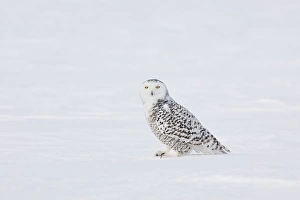 Images Dated 25th February 2008: Snowy Owl - in winter. Ontario, Canada