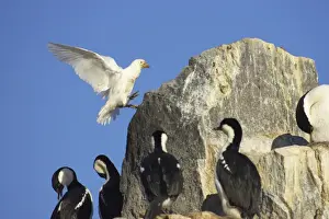 Shags Prints: Snowy Sheathbill - Coming in to land in Antarctic Shag nesting area Chionis alba Paulette Island Antarctic Penninsular