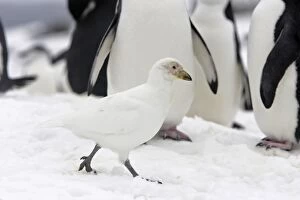 Snowy Sheathbill - amongst penguin colony