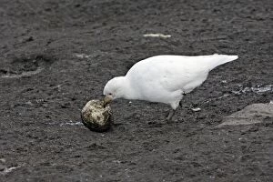 Snowy Sheathbill - with Penguin egg