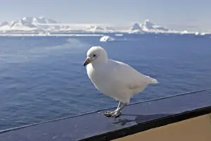 Snowy Sheathbill - resting on edge of boat - Antarctic Peninsula