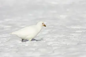 Yellow Billed Prints: Snowy Sheathbill - In Snow Chionis alba Half Moon Island Antarctic Penninsular BI012775