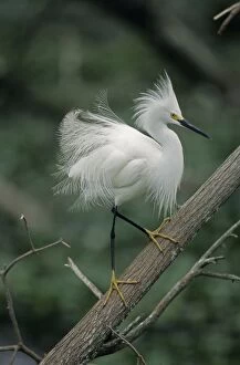 Images Dated 25th June 2007: Snoy Egret - In tree - Louisiana - Common in marshes-ponds-mangrove swamps