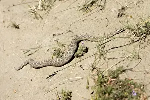 Patagonia Prints: Snub-nosed Yarara viper - local name: Yarara nata fam: Viperidae Range: Argentina