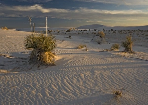 Images Dated 22nd December 2005: Soaptree Yucca - with beatiful wind-sculpted white gypsum dunes White Sands National Monument