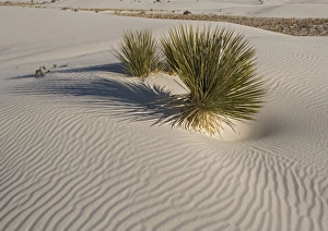Images Dated 23rd December 2005: Soaptree Yucca - with beatiful wind-sculpted white gypsum dunes White Sands National Monument