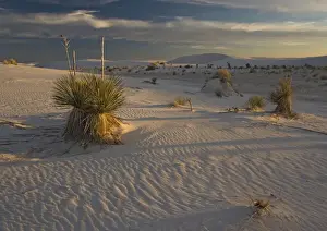 Soaptree Yucca - with beatiful wind-sculpted white gypsum dunes White Sands National Monument, New Mexico, USA