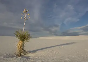 Chihuahuan Prints: Soaptree Yucca - with beatiful wind-sculpted white gypsum dunes White Sands National Monument