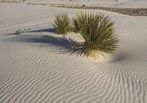 Soaptree Yucca - with beautiful wind-sculpted white gypsum dunes