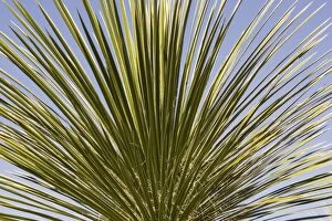Images Dated 27th April 2005: Soaptree Yucca - Utilized for soap, food and to