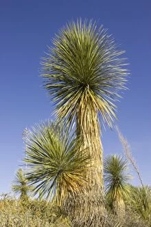 Soaptree Yucca - Utilized for soap, food and to