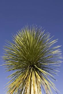 Images Dated 27th April 2005: Soaptree Yucca - Utilized for soap, food and to