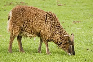 Coats Prints: Soay ram sheep - shedding its fleece and grazing. Rare Breed Trust Cotswold Farm Park