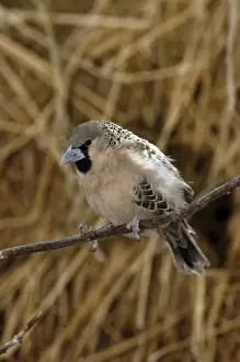 Weavers Prints: Sociable Weaver - On branch Africa