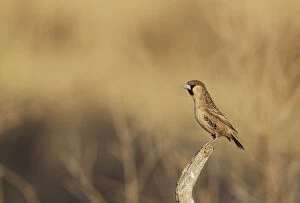 Sociable Weaver - male - perching in the vicinity