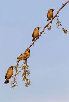 Perching Gallery: Sociable Weaver - males in the vicinity of their