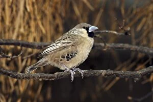 Sociable weaver - perched on branch